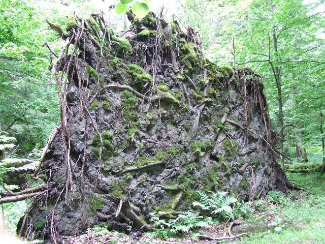 Galeria Polska - Puszcza Białowieska zagrożona?, obrazek 15