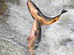 Historia Internauty: Wigilia bez karpia