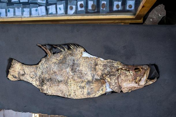 Skamieniała ryba wydobyta przez archeologów z ruin Złotego Miasta, 10 kwietnia 2021 r.