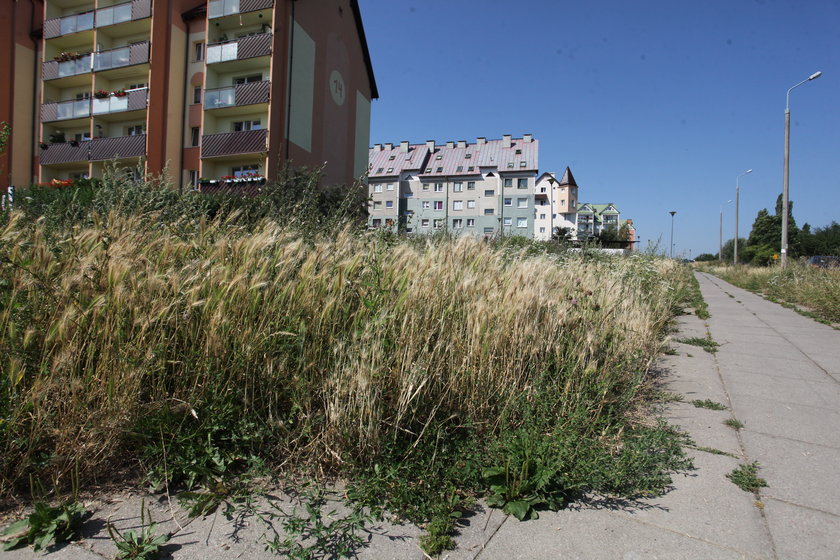 Zarośnięte trawniki na Suchaninie