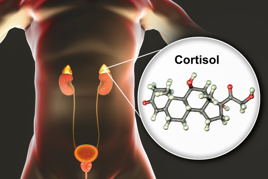 Kortyzol to hormon produkowany w korze nadnerczy, jego prekursorem jest cholesterol