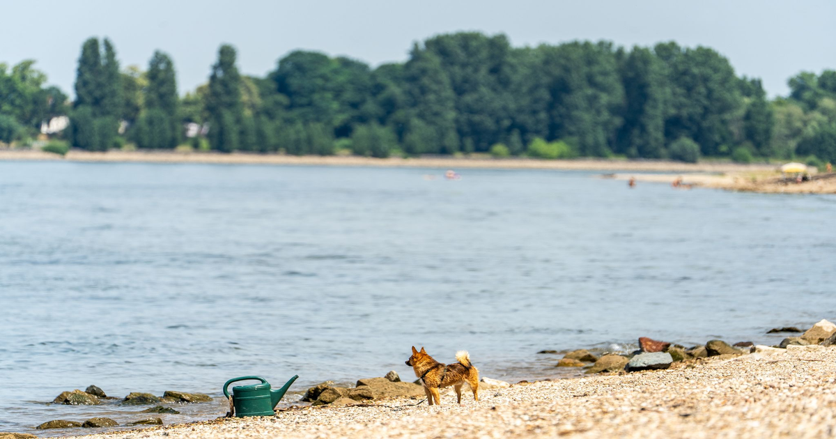 Drei-Leichen-im-Rhein-entdeckt-zwei-Vorf-lle-am-Wochenende-in-Hessen