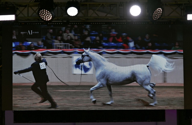 Na ekranie klacz Perfinka sprzedana za 1 mln 250 tys. euro na 51. aukcji koni arabskich Pride of Poland w Janowie Podlaskim