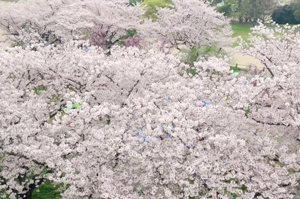 Hanami - tak wygląda japoński festiwal kwitnącej wiśni