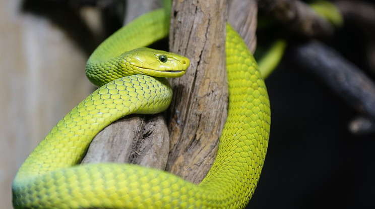 A mérgező zöld mamba nagyjából 1,8-2 méter hosszú / Illusztráció: Northfoto