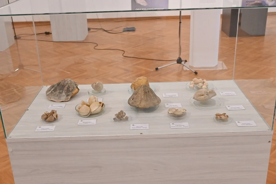 Izložba "Fosili kao odrazi prošlosti"