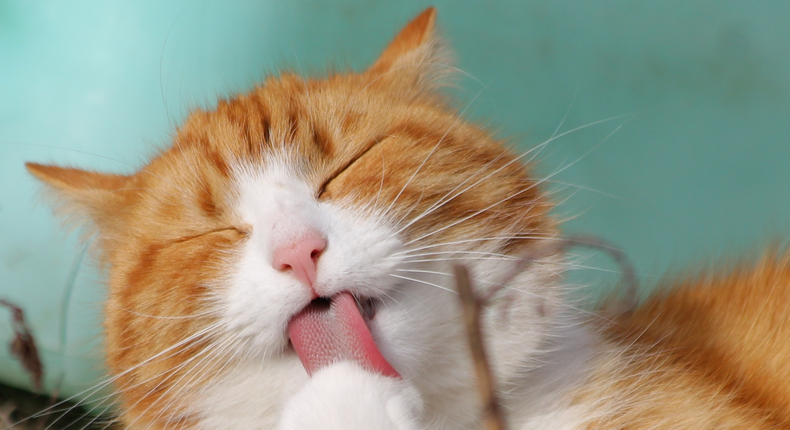 Cats use their scratchy tongues covered in tiny, hook-like hollow spines, to clean their bodies.