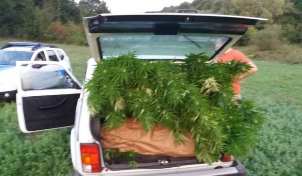 banjaluka indijska konoplja