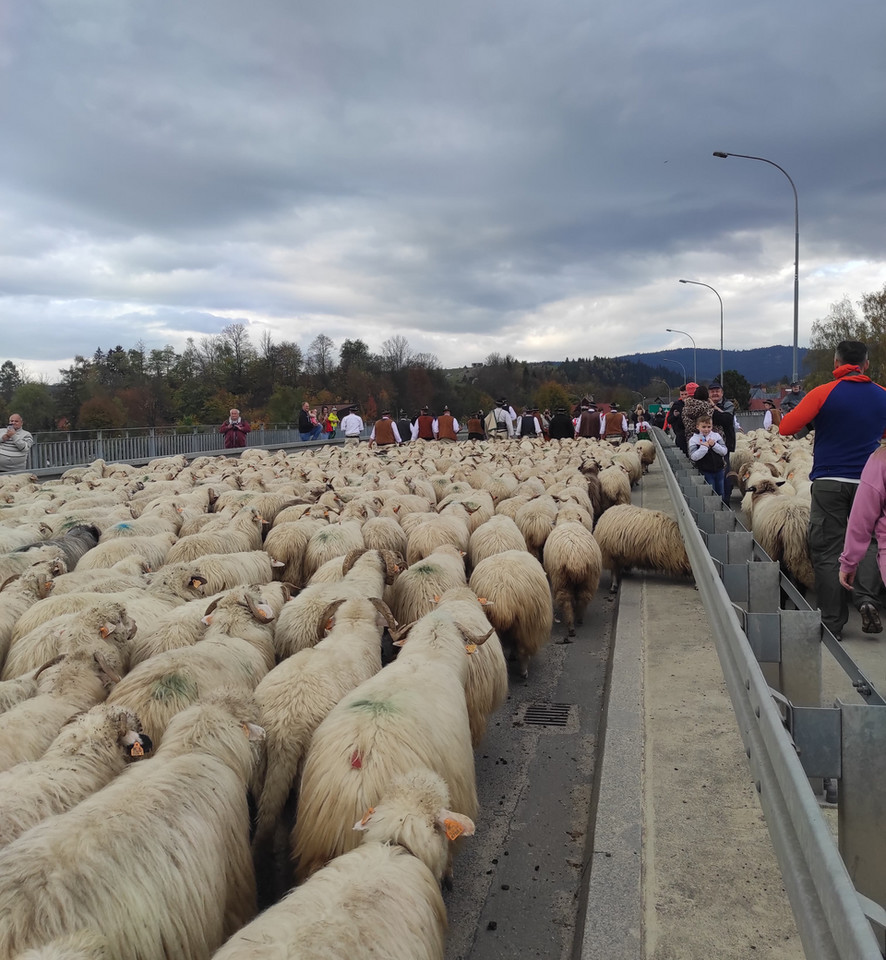 Jesienny redyk owiec przeszedł przez Nowy Targ