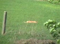 Bestie były aż trzy. Wszystkie zastrzelono