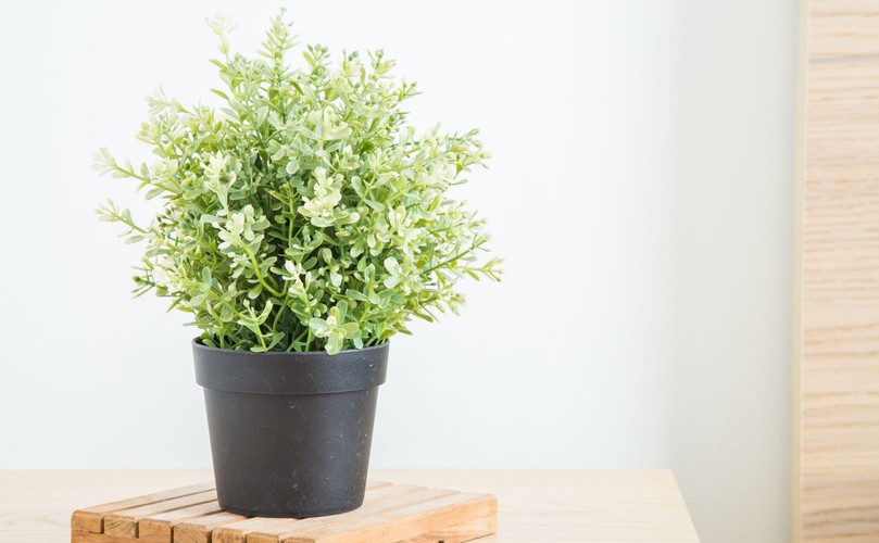 Postaw rośliny doniczkowe w każdym pokoju