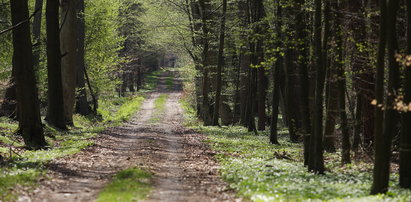 Ile zarabia nadleśniczy? Padniecie! Lasy Państwowe są hojne...