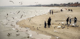 Mieszkańcy Sopotu boją się ptasiej grypy. Trafili do strefy zagrożenia!