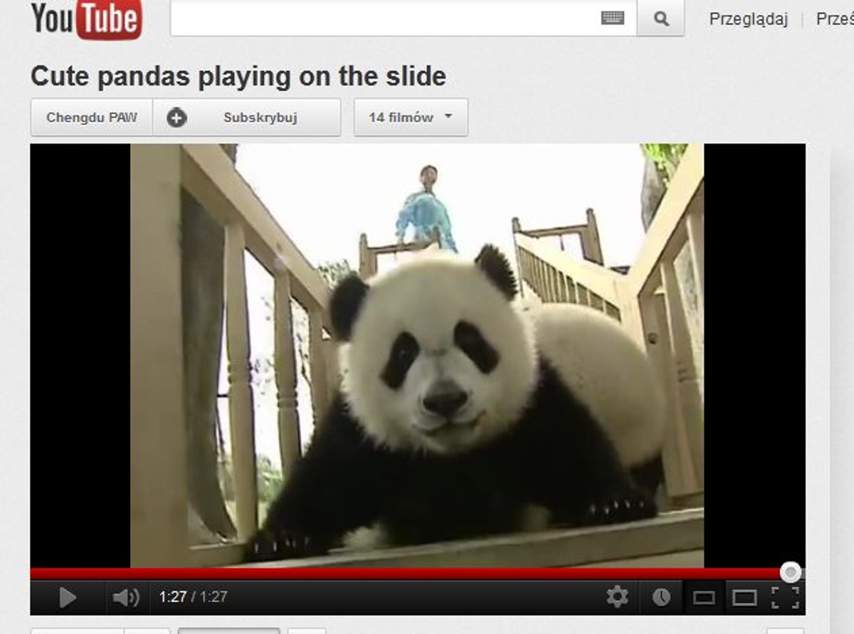 Tak się bawią misie panda, czyli szał na zjeżdżalni