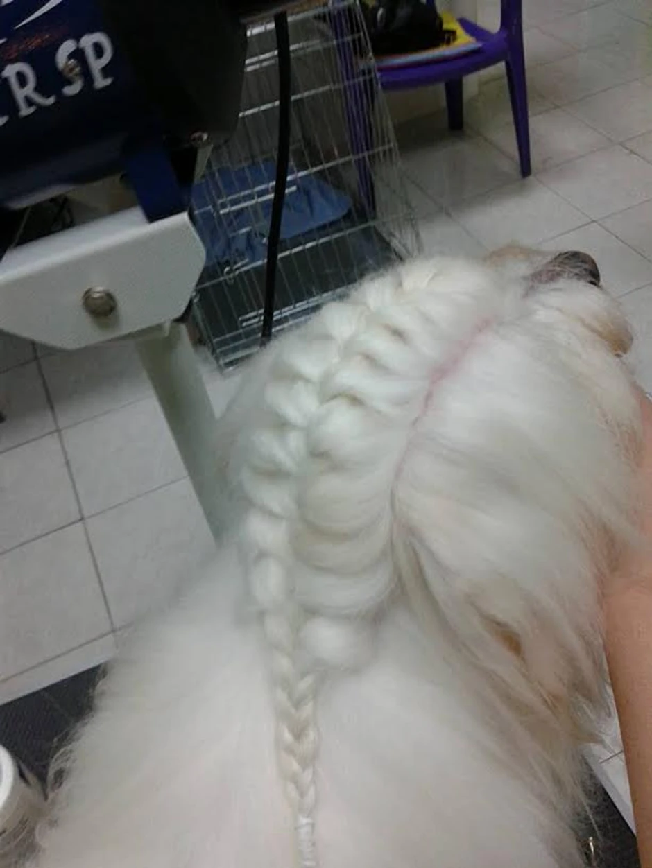 Specijalni zahtevi vlasnika pasa