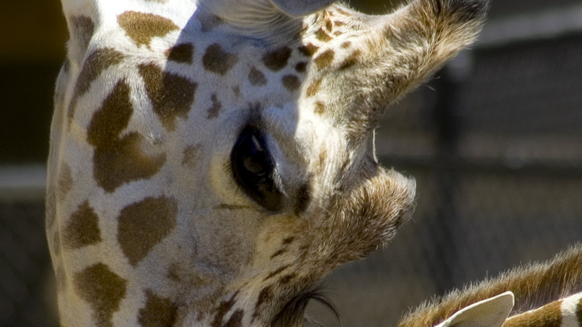 Zoo Poznań. Nie żyje żyrafa Lipton. Wstępna przyczyna śmierci