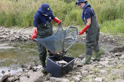 Ile martwych ryb znaleziono w Niemczech? W końcu jest odpowiedź