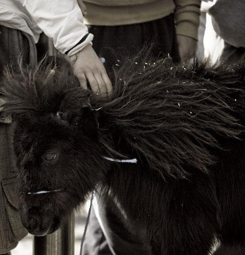 Galeria Irlandia - Dublin - Koński targ na Smithfield Market, obrazek 14