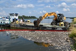 Niemiecka agencja: Podejrzenie, że przyczyną śmierci ryb była rtęć, nie zostało potwierdzone