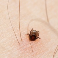 Kisfiamból kullancsot szedtünk ki - mikor kaphatja meg a védőoltást? Az orvos válaszol