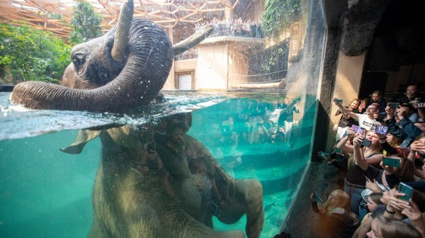 Alexander to największy słoń indyjski w Europie, ważący aż 6 ton. Ma 44 lata i jest ojcem 17 dzieci! Alex jest spokojnym, ułożonym słoniem – przewodnikiem stada kawalerskiego w łódzkim ogrodzie