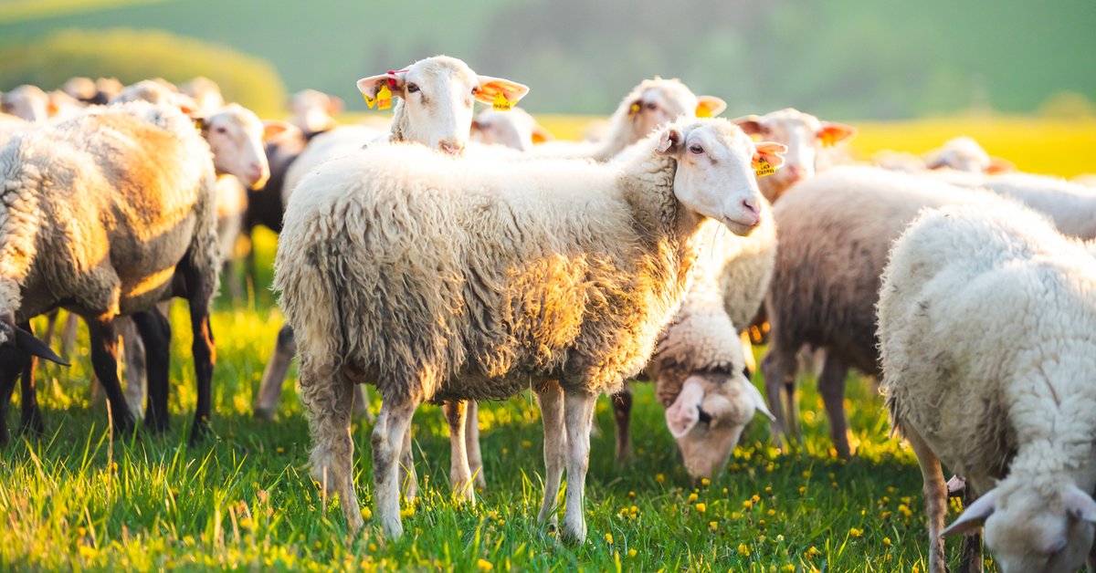 Owcagate: Czy Gdańsk wynajął owce za 147 tys. zł, by strzygły trawniki?