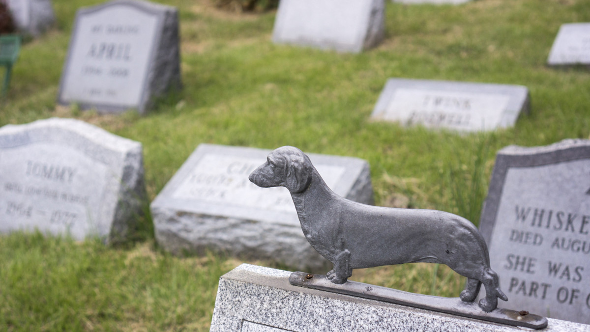 Pies o imieniu Rex został pochowany 100 lat temu na nowojorskim cmentarzu Green-Wood, tuż obok swojego właściciela. Posąg psa wykonany z brązu jest jednym z najbardziej charakterystycznych miejsc na terenie nekropolii, a ludzie mimo upływu lat wciąż zostawiają patyki dla wiernego czworonoga. W sieci nie brakuje zdjęć, które to potwierdzają.