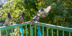 Jak skutecznie odstraszyć gołębie z balkonu? Patenty naszych babć