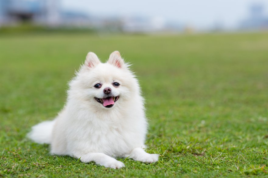 Piski te ważą maksymalnie do 3 kilogramów - leungchopan/stock.adobe.com