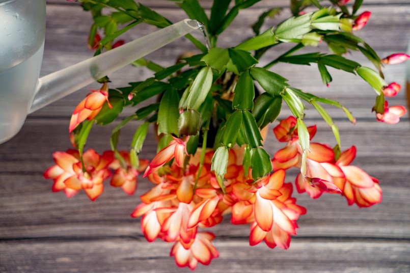 Watering,A,Christmas,Cactus,Schlumbergera,(cactaceae).,The,Botanical,Name,Of