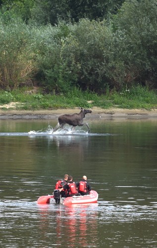 Łoś brodzący w Wiśle