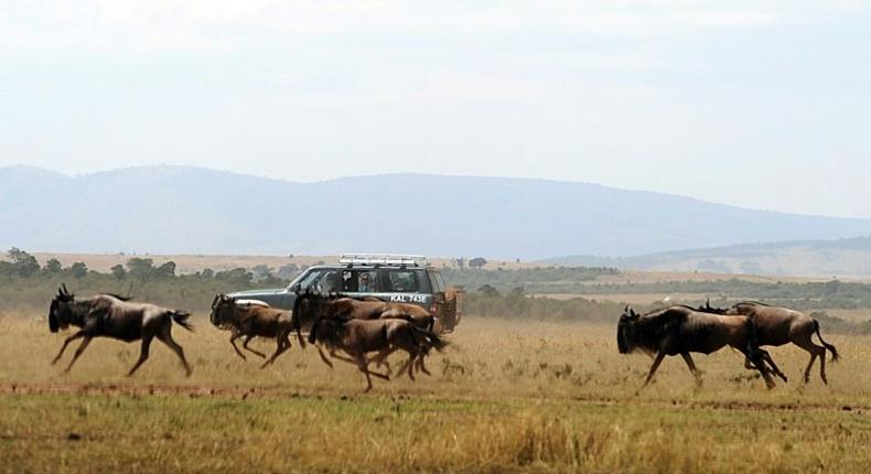 Tourism is now the second largest driver of growth in Kenya, home to some of the world's most visited safaris