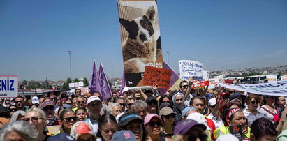 Miliony psów czeka śmierć. Tysiące protestujących sprzeciwia się pomysłowi