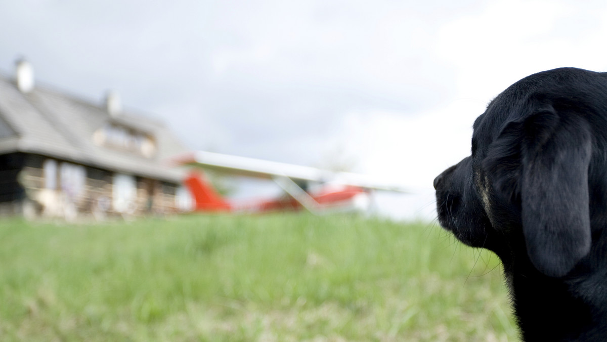 Pilots N Paws to nietypowa organizacja. Za jej pośrednictwem schroniska dla zwierząt mogą skontaktować się z właścicielami samolotów, którzy nieodpłatnie pomogą w przetransportowaniu zwierzaków na terenie Stanów Zjednoczonych.