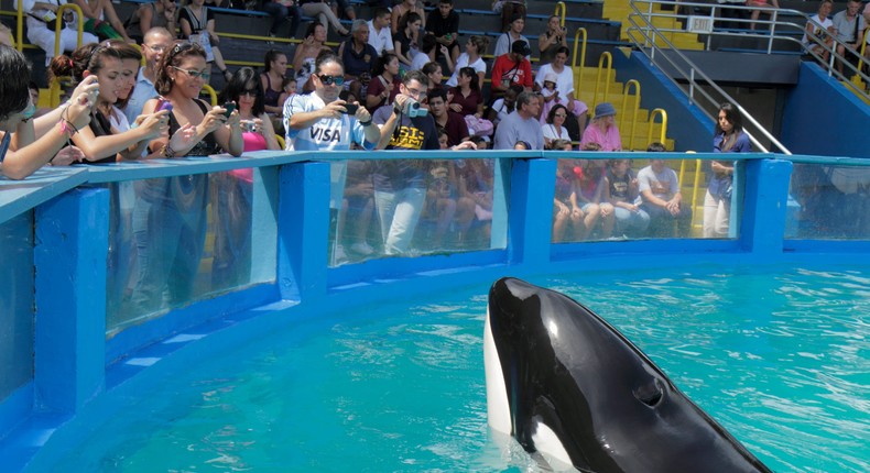 The audience at the Miami Seaquarium watching Lolita the killer whale at her 40th anniversary performance in 2010.Jeff Greenberg/Universal Images Group/Getty Images