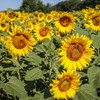 Suncokret