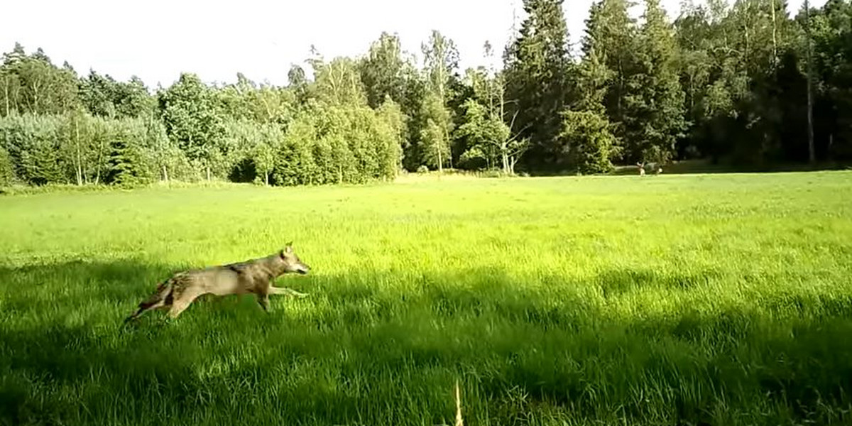 Pomorskie. Nagranie z leśnej polany trafiło do sieci. Wataha wilków poluje na jelenie.