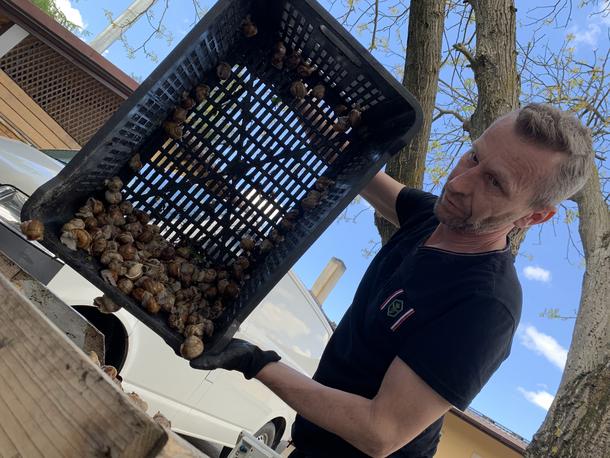 Krzysztof Klimiuk zajmuje się skupem ślimaków od 20 lat.