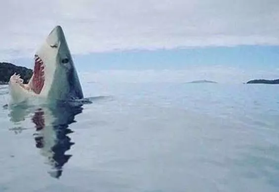 Zdjęcie "rekina, który nadepnął na lego" obiegło internet. Historia fotografii jest o wiele bardziej złożona