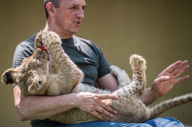 Four-week-old female white lion cub