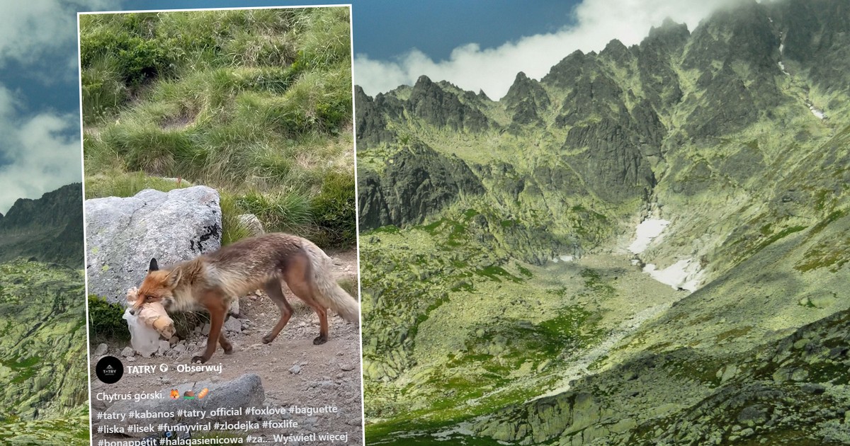 Tatrzański "chytruś górski" podbija sieć. Internauci nie kryją jednak oburzenia