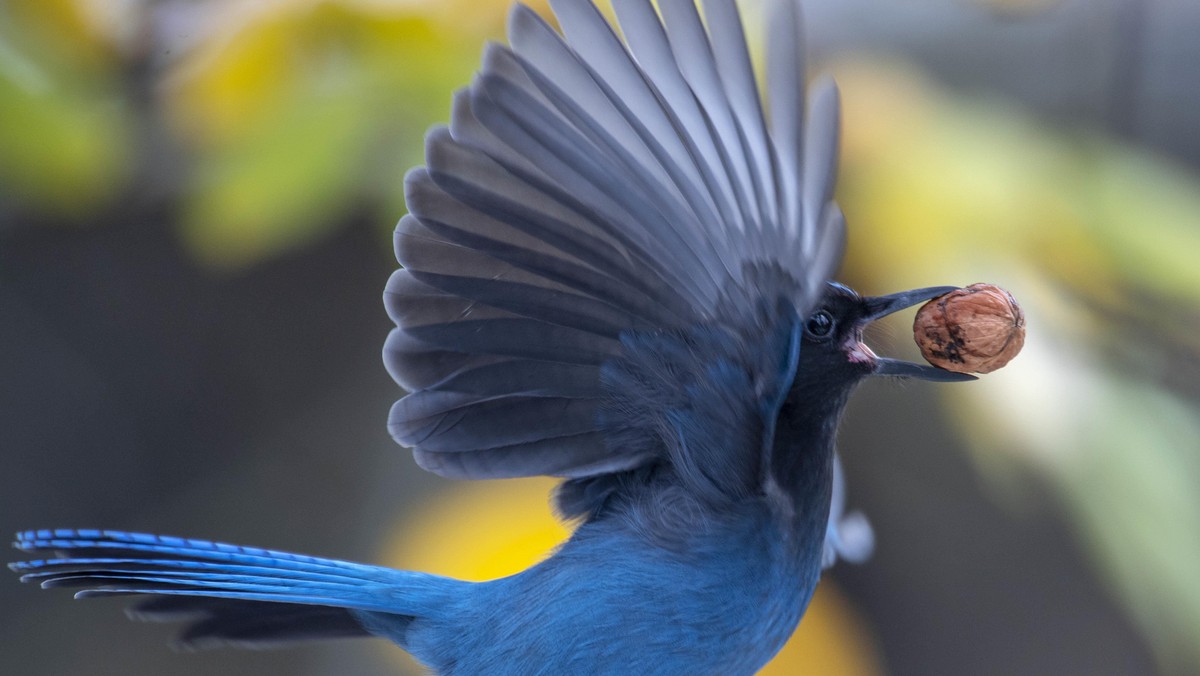 The Nut Thief