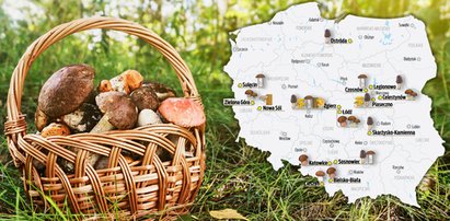 Grzybiarze zacierają ręce. Ta majówka może być udana [AKTUALNA MAPA GRZYBÓW]