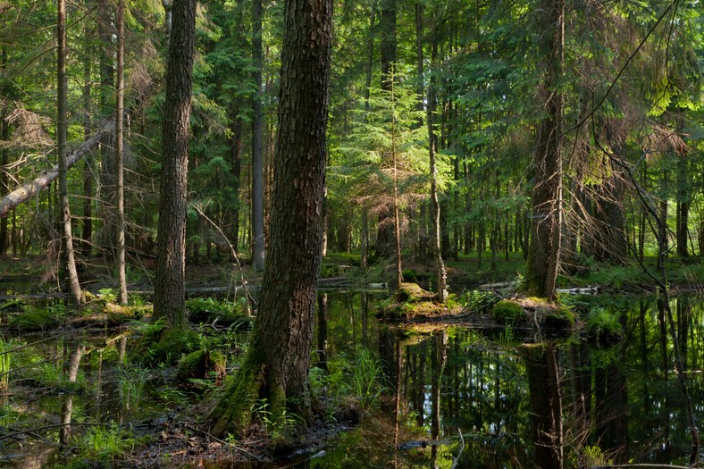 Puszcza Białowieska 