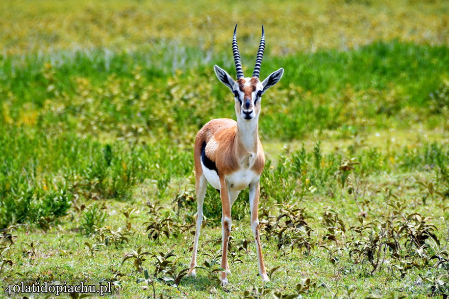 Park Narodowy Serengeti, Tanzania 2021
