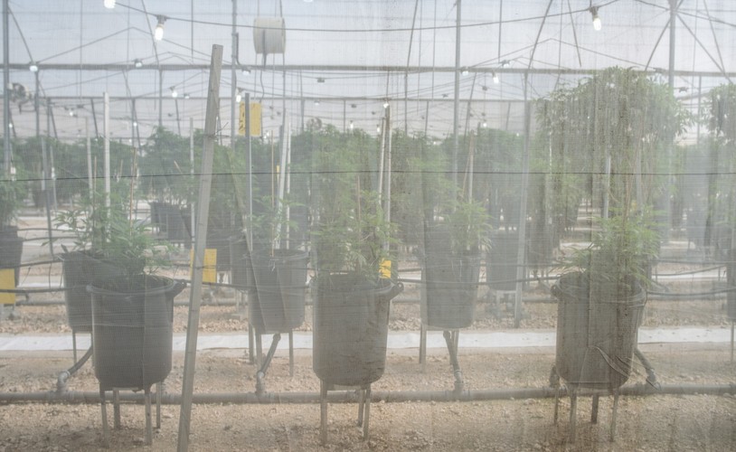 PRODUKCJA MEDYCZNEJ MARIHUANY W IZRAELU