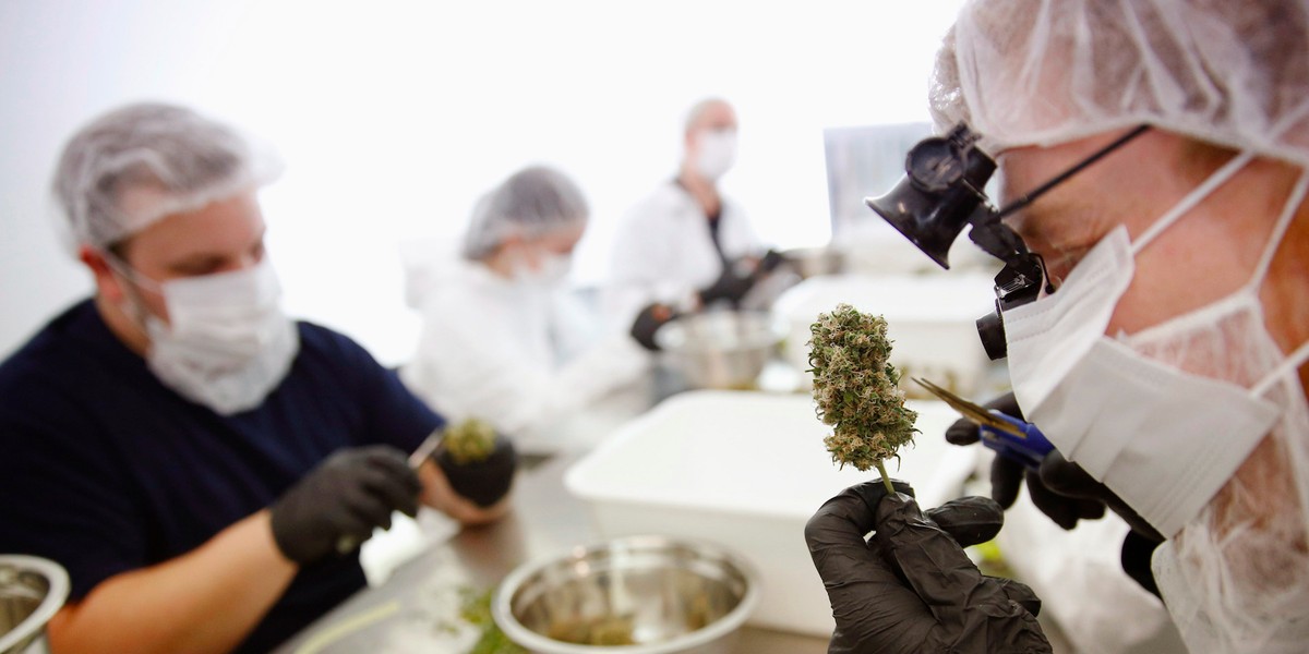 Workers at Tweed Marijuana Inc., a Canopy sub-brand.