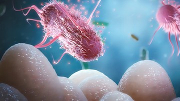 Bél-tüdő-tengely nátha, megfázás bélflóra probiotikum