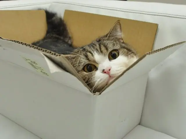 Maru