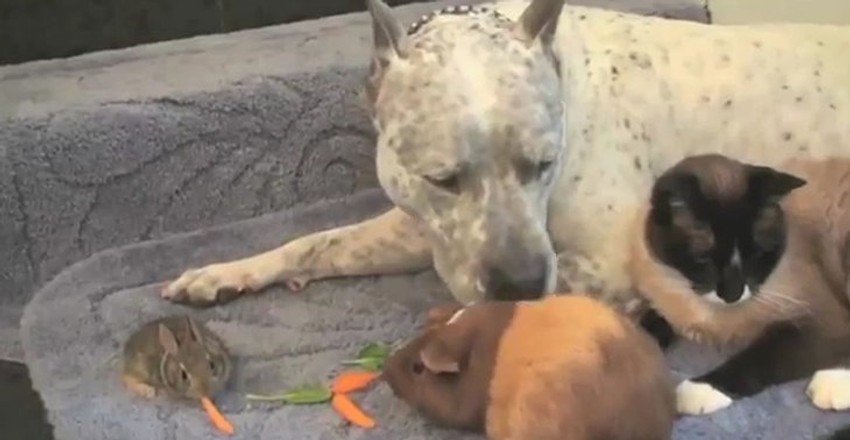 Vesela družina: Pas, mačka, morsko prase i zeka